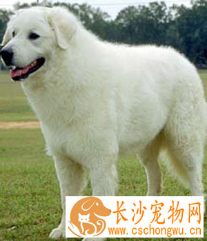 库瓦斯犬的性格 是非常好的伴侣犬