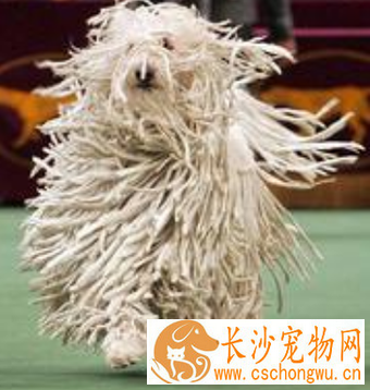 可蒙犬的性格 对陌生人有所保留