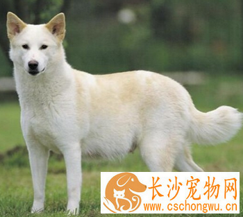 卡南犬的性格 对家庭成员投入且温顺