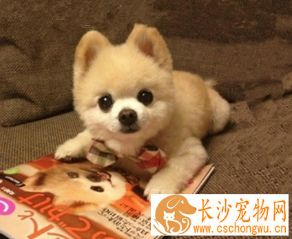 俊介犬聪明吗 非常聪明而且活泼的狗