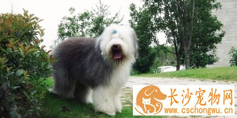 古牧能长多大 成年人一般高温和的牧羊犬
