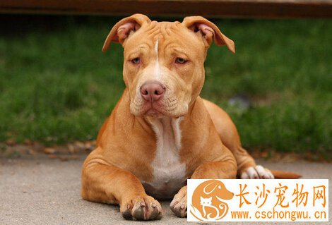 比特犬能长多大 大体型犬体型差异比较大
