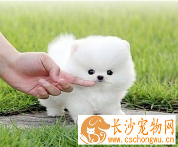 俊介犬好养吗 俊介是博美犬的一种