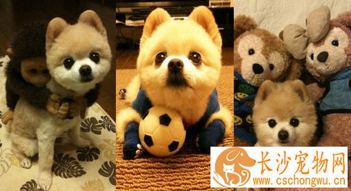 俊介犬能长多大 英系博美的可爱妆容