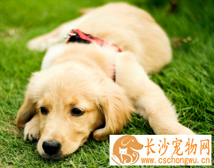 公金毛能长多大 属于中型偏大型的犬只