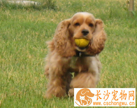 美卡犬能长多大 体重在10~13千克左右
