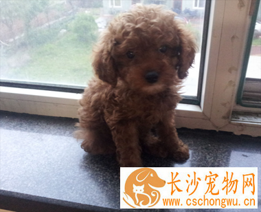 泰迪犬几个月就不长了 品种不同标准不同