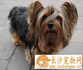 丝毛梗的形态特征 该犬体长略大于身高