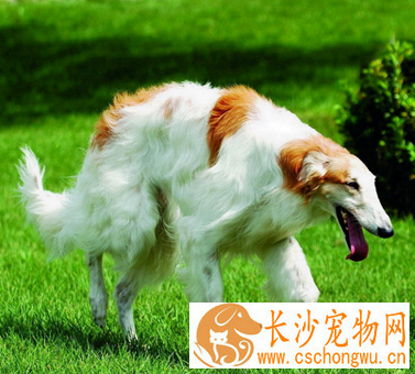 苏俄猎狼犬的形态特征 该犬体格结实