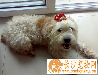 软毛麦色梗的形态特征 匀称协调的狩猎犬