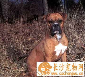 拳师犬的形态特征 身体各部位比例协调
