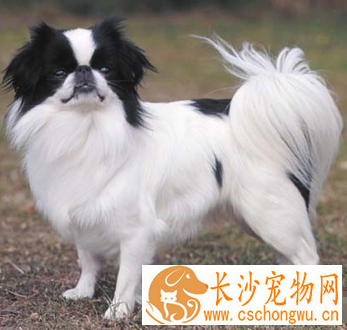 日本狆的形态特征 该犬被毛毛量丰厚