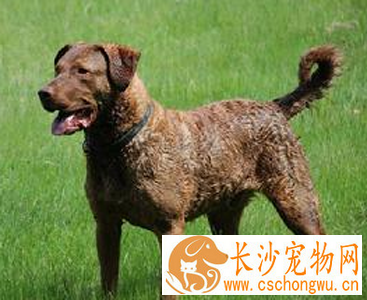 乞沙比克猎犬的形态特征 斑点越小越好