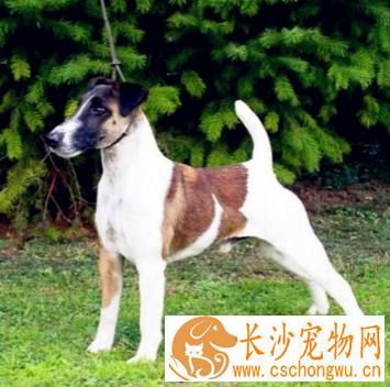 平毛猎狐梗的形态特征 母狗体型要小一些