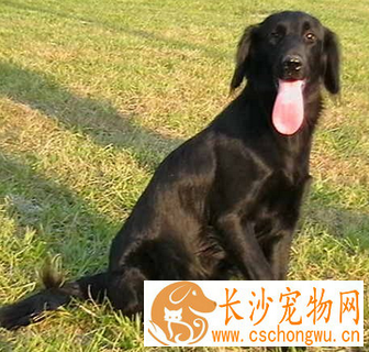 平毛寻回犬的形态特征 该犬聪明而友善