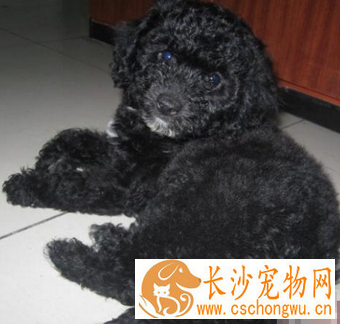 葡萄牙水犬的形态特征 该犬水性很好