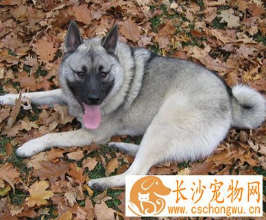 挪威猎麋犬的形态特征 该犬体型中等