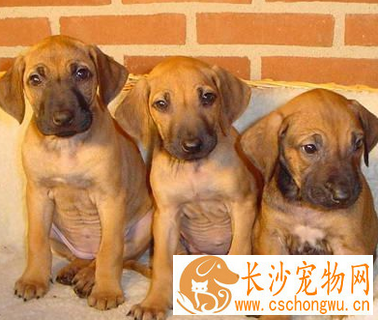 罗得西亚脊背犬的形态特征 外形匀称平稳