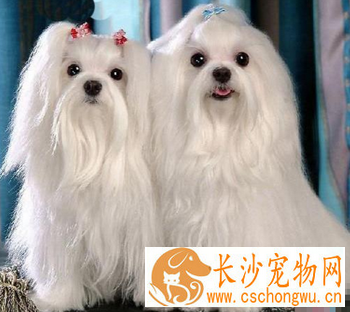 马尔济斯的形态特征 该犬是温和的小犬