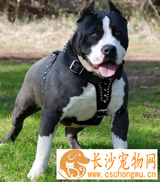 美国史特富郡梗的形态特征 