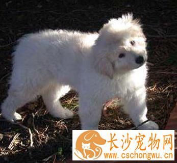 库瓦斯犬的形态特征 毛发适度粗硬