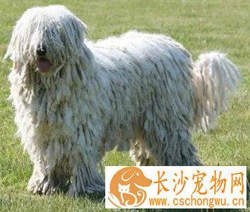 可蒙犬的形态特征 幼犬的被毛相对柔软