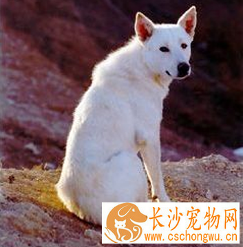 卡南犬的形态特征 被毛颜色有两种类型