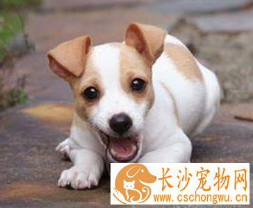杰克罗素梗的形态特征 该犬充满活力