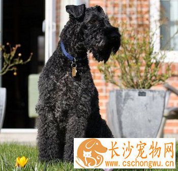 凯利蓝梗的形态特征 该犬平衡能力强
