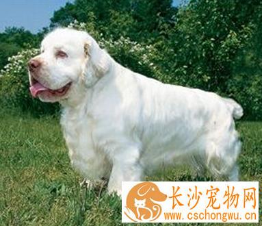 克伦伯猎鹬犬的形态特征 主要颜色是白色