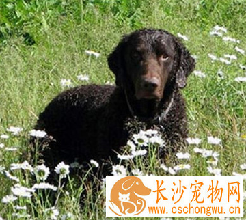 卷毛寻回犬的形态特征 被毛厚实而致密