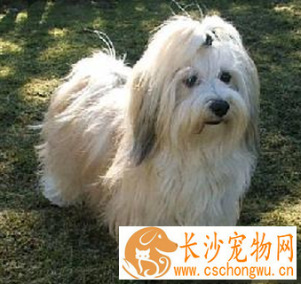 哈威那的形态特征 该犬体型虽小但很强壮