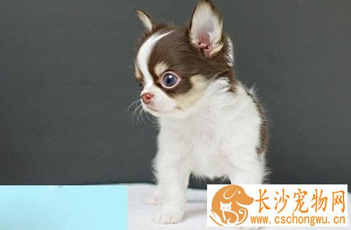 吉娃娃能长多大 国际标准吉娃娃身高体重