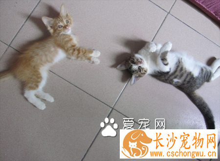 猫猫绝育多少钱 地方不同收费不一样