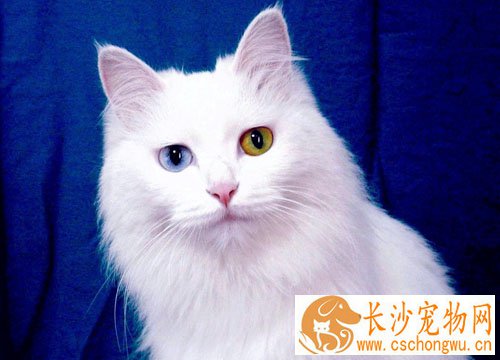 波斯猫的特征 高贵的漂亮猫猫