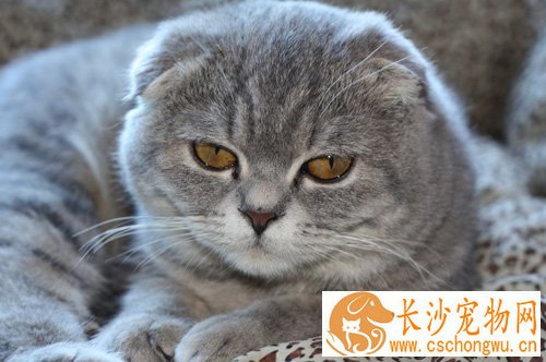 折耳猫好养吗 猫猫中的折耳精灵族