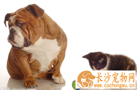 养猫还是养狗 猫狗都各有特点