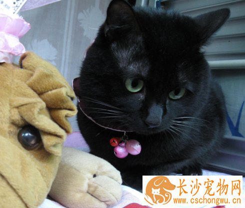 孟买猫能吃狗粮吗 吃了有哪些坏处