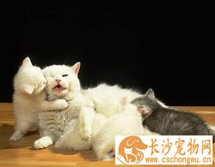 怎么看小猫公母 辨别猫咪性别的技巧