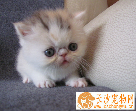 猫为什么长胡子 具有感觉功能