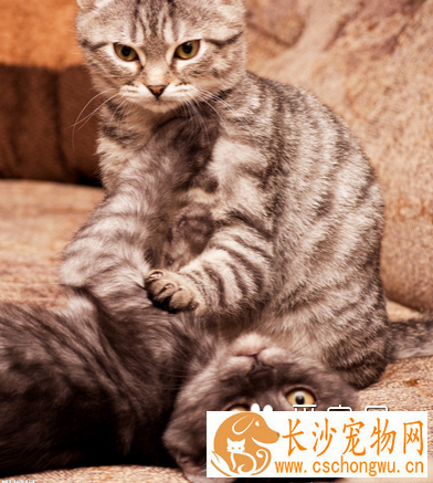 猫如何交配 猫咪通常是在夜间进行交配