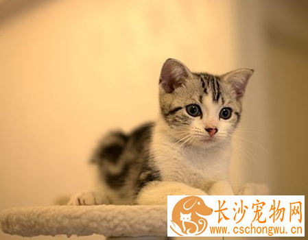 什么猫好养 根据自己的喜好来选择猫咪品种