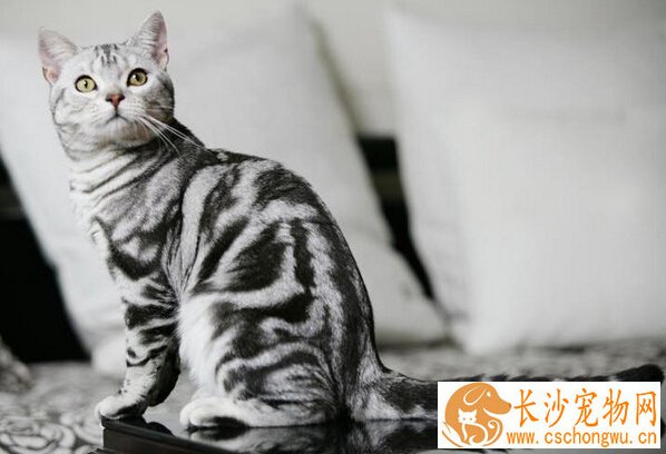 虎斑猫能长多大 美短温和适合家中饲养