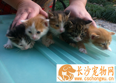 刚出生的小猫有多大 小猫咪体型非常小
