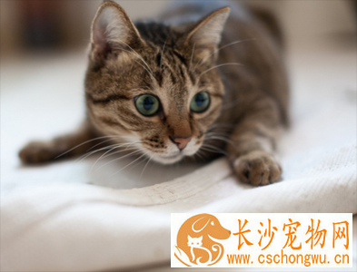 小猫为什么粘人  猫咪无聊的时候也会粘人