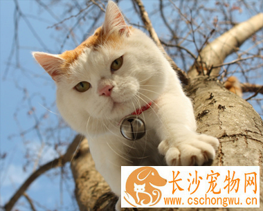 什么宠物猫最可爱 宠物猫的品种有很多