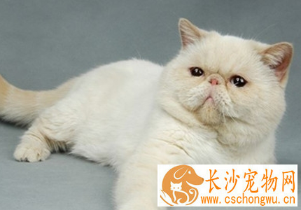 异国短毛猫的性格 该猫不拘小节及忠诚