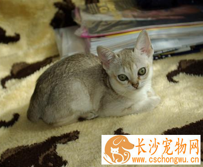 新加坡猫的形态特征 拥有如刺鼠般的毛色