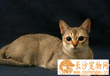 新加坡猫的性格 该猫对主人非常忠诚