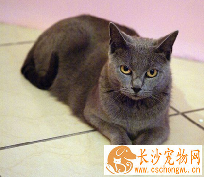 夏特尔猫的形态特征 该猫毛色为蓝灰色